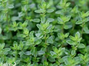 بذر آویشن باغی