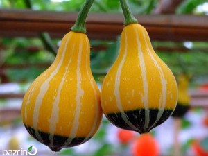 بذر کدو لامپی ( کدو گلابی دو رنگ)