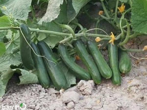 بذر خیار سبز بوته ای ممتاز F1