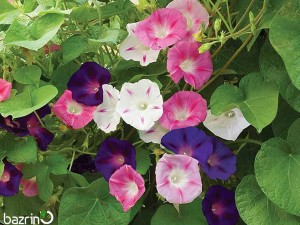 بذر گل نیلوفر رونده الوان