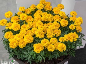 بذر گل جعفری زرد