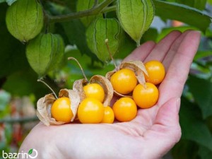 بذر فیسالیس نارنجی