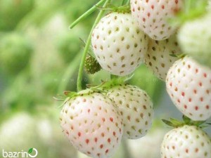 بذر توت فرنگی سفید