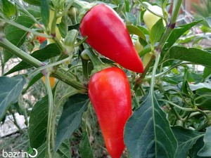 بذر فلفل سانتافه