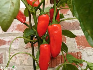 بذر فلفل پاپریکا قرمز شیرین