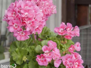 بذر گل شمعدانی صورتی F1