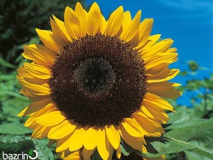 بذر گل آفتابگردان شمشیری