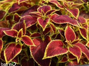 بذر گل حسن یوسف F1 Scarlett