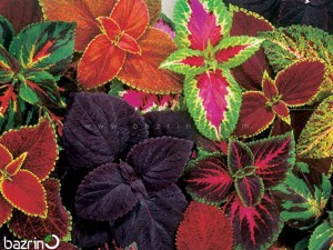 بذر گل حسن یوسف میکس F1