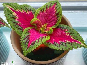 بذر گل حسن یوسف F1 Rose