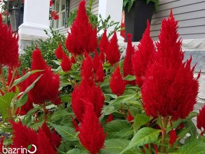 بذر گل تاج خروس دم روباهی قرمز