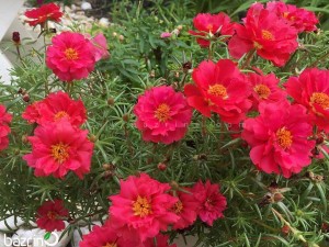 بذر گل ناز آفتابی قرمز