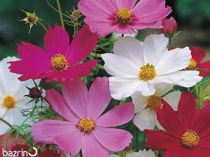 بذر گل ستاره ای الوان