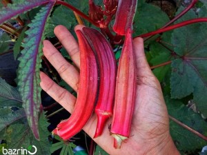 بذر بامیه قرمز