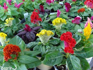 بذر گل تاج خروس تاجی الوان