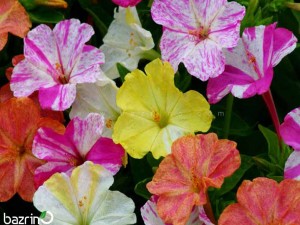 بذر گل لاله عباسی الوان