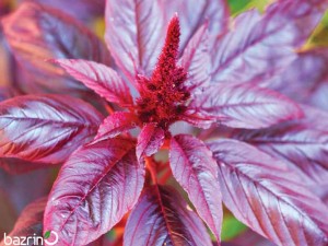 بذر گل آشلانتوس قرمز تیره