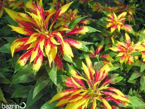 بذر گل آمارانتوس الوان