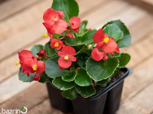 بذر گل بگونیا سوپر المپیا رِد