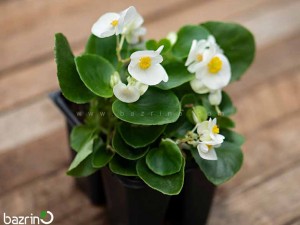 بذر گل بگونیا سوپر المپیا وایت