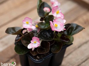 بذر گل بگونیا کوکتیل براندی