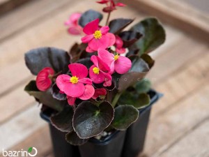 بذر گل بگونیا کوکتیل تکیلا