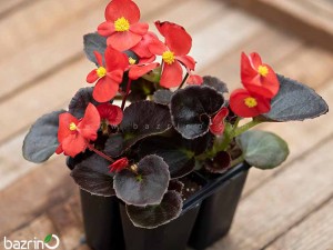 بذر گل بگونیا کوکتیل ودکا