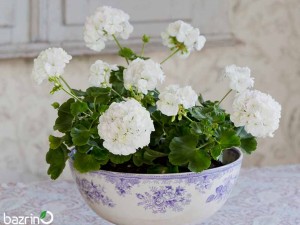 بذر گل شمعدانی سفید F1