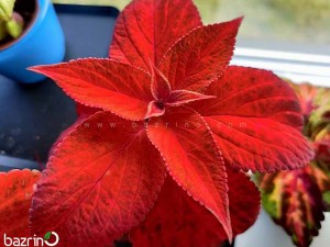 بذر گل حسن یوسف F1 Sunset