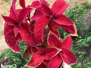 بذر گل حسن یوسف F1 Velvet Red