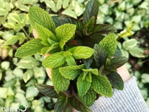 بذر نعنا فلفلی