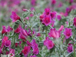 بذر گل گاوزبان ایرانی