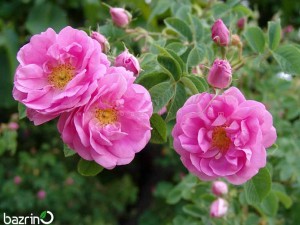 بذر گل محمدی