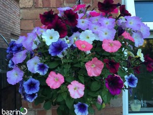 بذر گل اطلسی آویز الوان