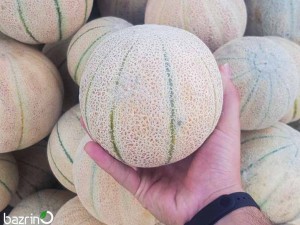 بذر طالبی خط دار