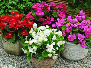 بذر گل بگونیا الوان