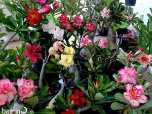 بذر گل آدنیوم میکس