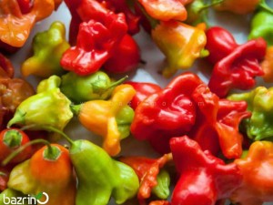 بذر فلفل ستاره ای میکس