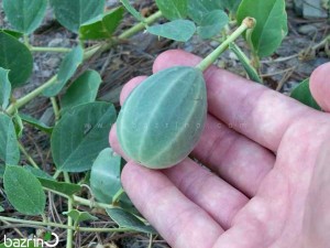 بذر کاپاریس(کبر)