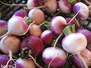 بذر شلغم دو رنگ