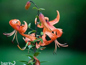 بذر گل چلچراغ(عنکبوتی) نارنجی