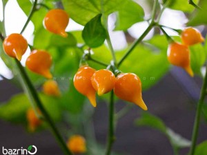 بذر فلفل قلبی نارنجی