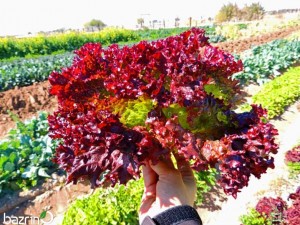 بذر کاهو فر صورتی