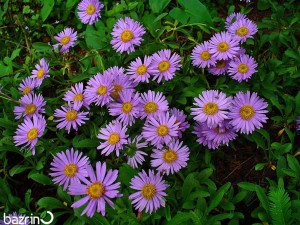 بذر گل مینا بنفش