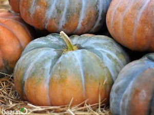 بذر کدو انجیری خرمایی