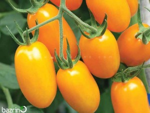 بذر گوجه تخم مرغی طلایی درختی