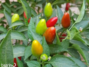 بذر فلفل بولیوی قرمز