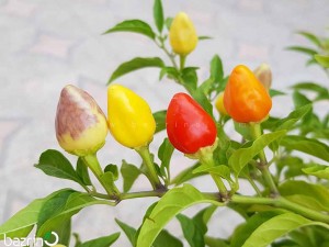 بذر فلفل بولیوی رنگین کمانی