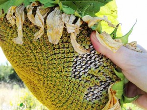 بذر آفتابگردان کله قوچی(دو رنگ)