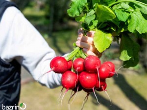 بذر ترب قرمز گرد